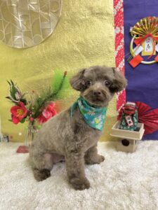 1月6日のわんちゃん🎍