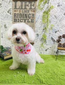 1月9日のわんちゃん❣️