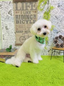 1月10日のわんちゃん🍀