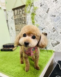 1月11日のわんちゃん✨