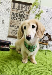 1/12のわんちゃん🐶