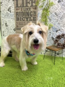 1月13日のわんちゃん🐶