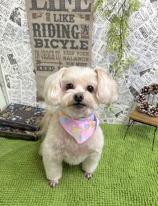 1/1のわんちゃん🎀