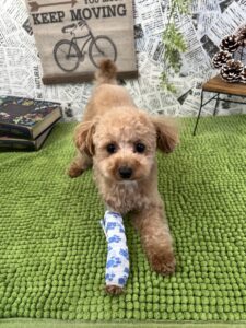 1/17のわんちゃん💕