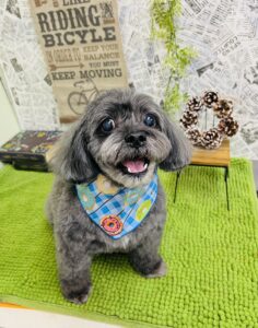 1/19のわんちゃん🧸