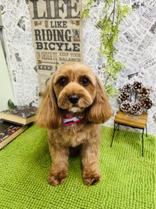 1/20のわんちゃん😊