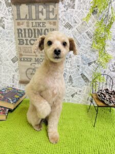 1月25日のわんちゃん🐶