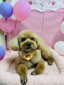 1/31のわんちゃん🐠