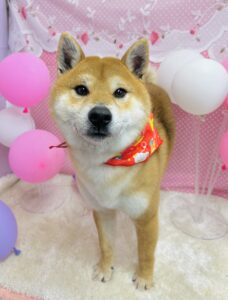 2/24のわんちゃん✨