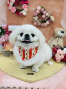 2/21のワンちゃん🐩