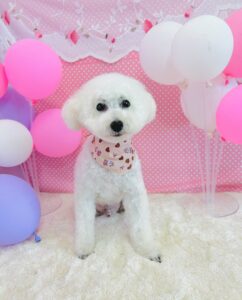 2月27日のわんちゃん❣️