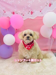 2月28日のわんちゃん🌿