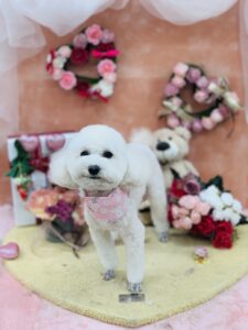 2/22のわんちゃん