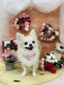 2/23のわんちゃん