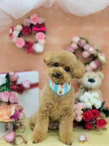 2/24のわんちゃん🐩