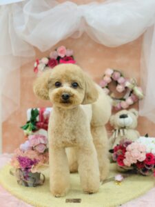 2/27のわんちゃん🍀