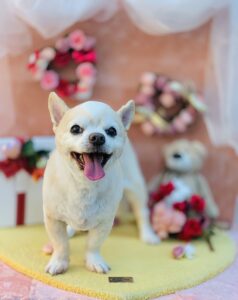 2/3のわんちゃん👹