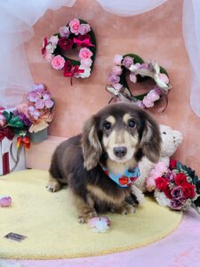 2/4のわんちゃん😊