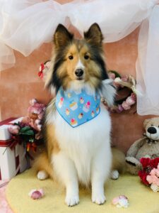 2/6のわんちゃん😍