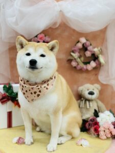 2/7のわんちゃん🐶