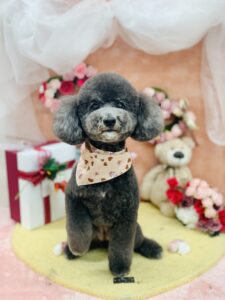 2/8のわんちゃん、ねこちゃん