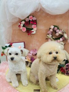 2/9のわんちゃん、ねこちゃん