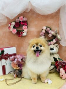 2/10のわんちゃん🐶