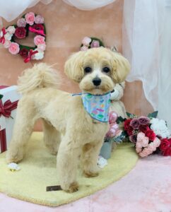 2/11のわんちゃん🐩