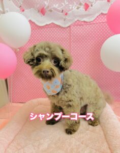 ２月2日のわんちゃん🐾