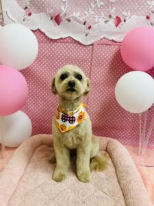 2/3のわんちゃん🍊