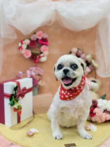 2/13のわんちゃん🐩