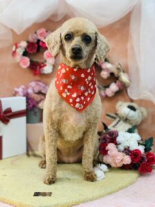 2/14のわんちゃん🍫