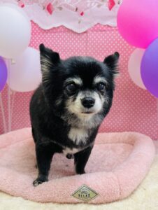 ２月５日のわんちゃん💕