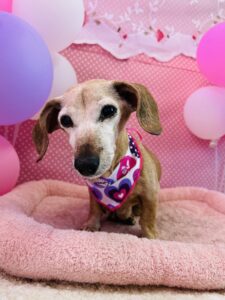 2月6日のわんちゃん✨