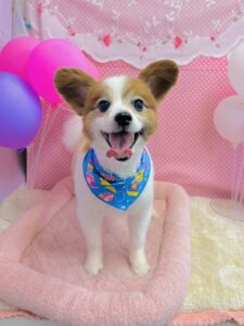 2/10のわんちゃん🐋