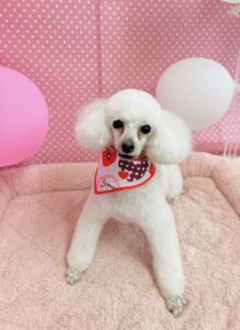 2/10のわんちゃん🌙