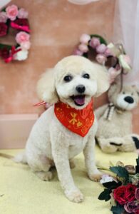 2/15のわんちゃん