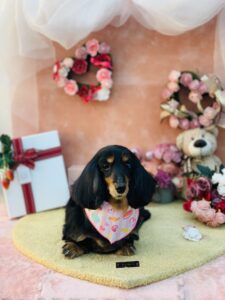 2/16のわんちゃん😙