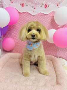 2月13日のわんちゃん🎀