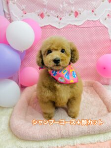 2/14のわんちゃん🐶