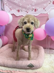 2月15日のわんちゃん✨🐶✨