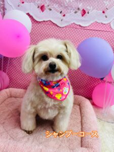 2/16のわんちゃん🍏