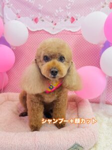 2/17のわんちゃん🥝