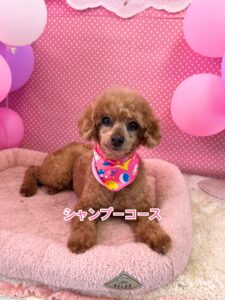 2月19日のわんちゃん🍀