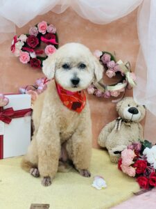 2/18のわんちゃん😘