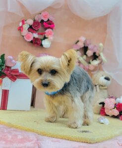 2/20のわんちゃん😌