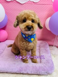 2月22日のわんちゃん🐾