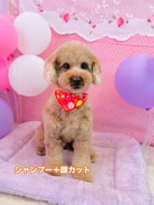 2/24のわんちゃん🌙