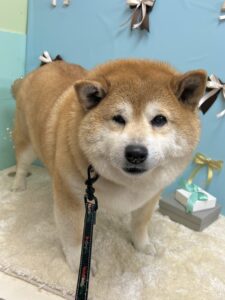 3月2日のわんちゃん💕