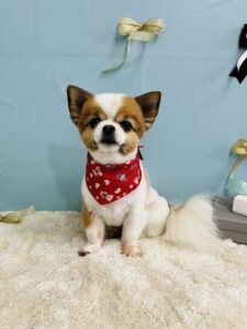 3月3日のわんちゃん🌟